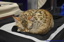 Katttenshow Arendonk 2020 DSC 0529