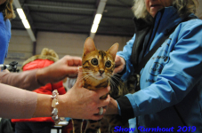 turnhout 2019-0034