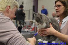 turnhout 2019-0369