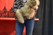 Katttenshow Arendonk 2020 DSC 0431