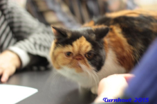 turnhout20150050