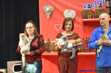 Katttenshow Arendonk 2020 DSC 0559