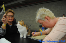 antwerp 2018 0464