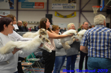turnhout 2019-0451