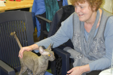 Katttenshow Arendonk 2020 DSC 0227