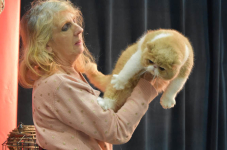 Katttenshow Arendonk 2020 DSC 0591