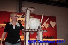 bcf antw 2010 284