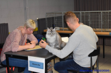Katttenshow Arendonk 2020 DSC 0148