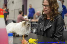 turnhout 2019-0337