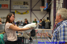 turnhout 2019-0447