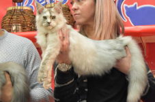 Katttenshow Arendonk 2020 DSC 0685