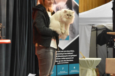 Katttenshow Arendonk 2020 DSC 0546