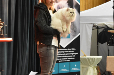 Katttenshow Arendonk 2020 DSC 0547