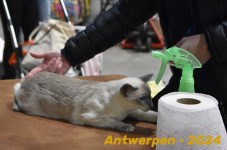 Antwerpen 114