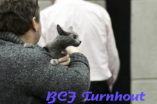  bcf ant 201172