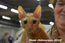 Antwerp 2022403