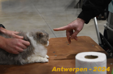 Antwerpen 058