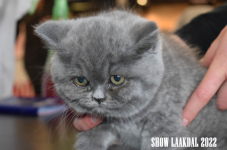 Show Laakdal 2022 0092