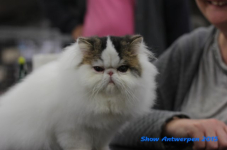 antw 2015 086