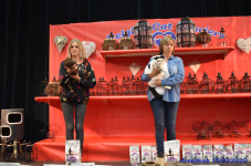 Katttenshow Arendonk 2020 DSC 0574