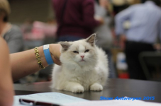 antw 2015 176