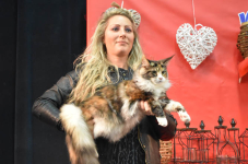 Katttenshow Arendonk 2020 DSC 0651