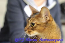antwerpen 2012 181