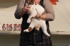 antw 2015 309