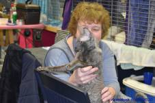Katttenshow Arendonk 2020 DSC 0228