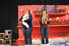 Katttenshow Arendonk 2020 DSC 0479