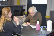 Katttenshow Arendonk 2020 DSC 0186
