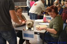 Katttenshow Arendonk 2020 DSC 0283