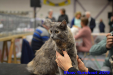 turnhout 2019-0343