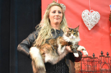 Katttenshow Arendonk 2020 DSC 0655