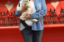 Katttenshow Arendonk 2020 DSC 0581
