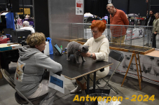 Antwerpen 211