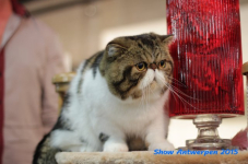antw 2015 339