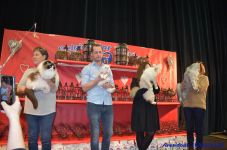 Katttenshow Arendonk 2020 DSC 0233