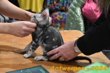 Antwerpen 132