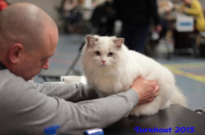 turnhout20150100