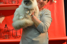 Katttenshow Arendonk 2020 DSC 0717