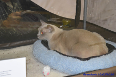 Katttenshow Arendonk 2020 DSC 0080