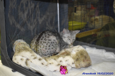 Katttenshow Arendonk 2020 DSC 0090