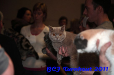 bcf antw 2010 190