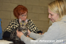 Schow Antwerpen 2023 264