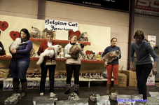  bcf ant 201152