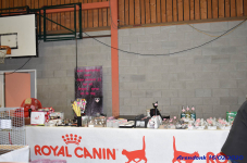 Katttenshow Arendonk 2020 DSC 0011