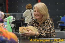 Antwerpen 252