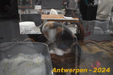 Antwerpen 104