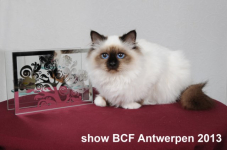 showantwerpen 1111